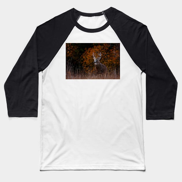 Early fall rut - White-tailed Deer Baseball T-Shirt by Jim Cumming